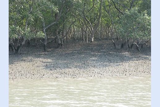 Viaggio in India 2008 - Sunderbans